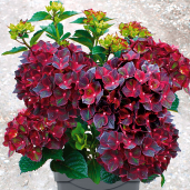 Hydrangea macrophylla-Гортензия крупнолистная Royalty Black Knight (Черный рыцарь)
